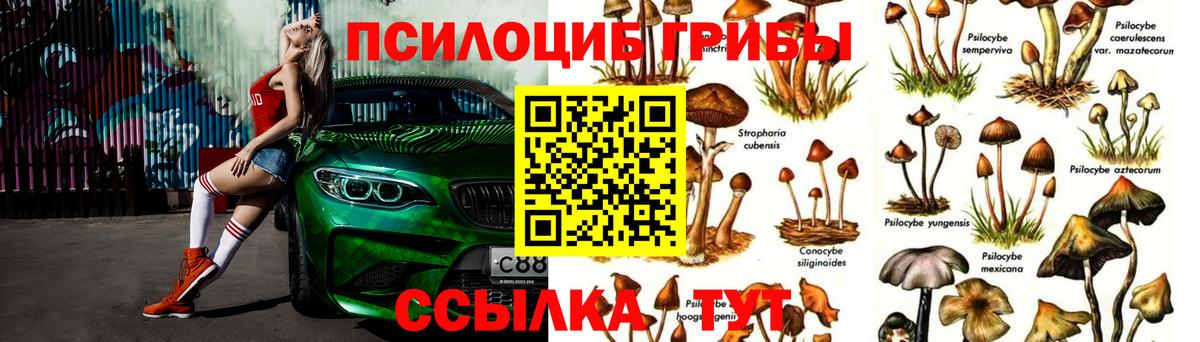 Киров  Галлюциногенные грибы Psilocybe  Вход с VPN 